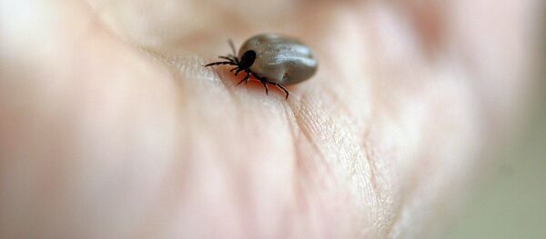 Garrapata (imagen referencial) Garrapata (imagen referencial) - Sputnik Mundo