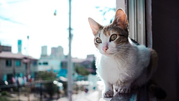 Un gato, foto de archivo - Sputnik Mundo