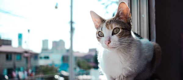 Un gato, foto de archivo Un gato, foto de archivo - Sputnik Mundo