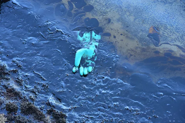 El desastroso derrame de petróleo en la costa de Mauricio, visto desde el aire
El desastroso derrame de petróleo en la costa de Mauricio, visto desde el aire
- Sputnik Mundo