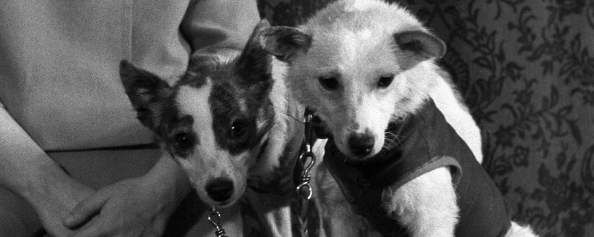 Belka y Strelka, las perritas que conquistaron el espacio - Sputnik Mundo, 1920, 17.08.2020