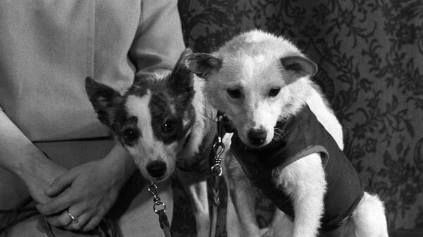 Belka y Strelka, las perritas que conquistaron el espacio - Sputnik Mundo