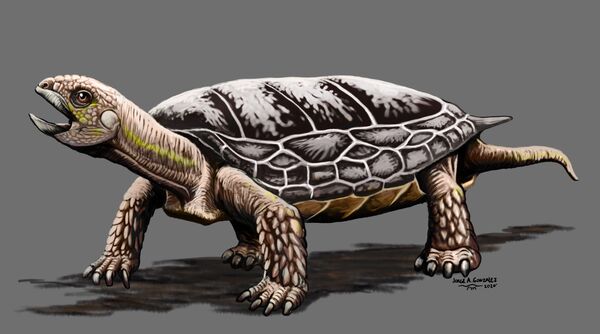 Nueva especie de tortuga de 205 millones de años es hallada en Argentina - Sputnik Mundo