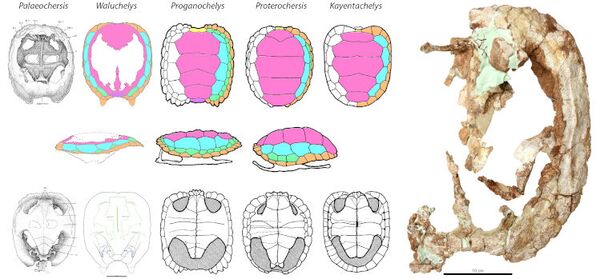 Nueva especie de tortuga de 205 millones de años es hallada en Argentina - Sputnik Mundo