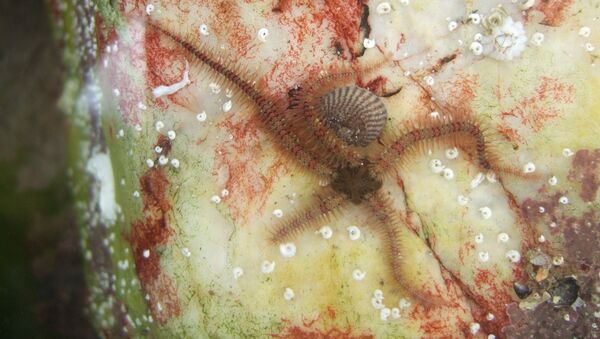 Estrella de mar (ofiura) Estrella de mar (ofiura) - Sputnik Mundo