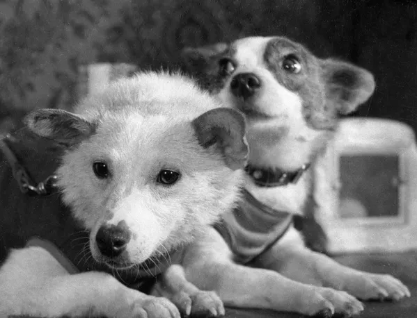 Belka y Strelka, las 2 perritas callejeras que se convirtieron en cosmonautas

 - Sputnik Mundo