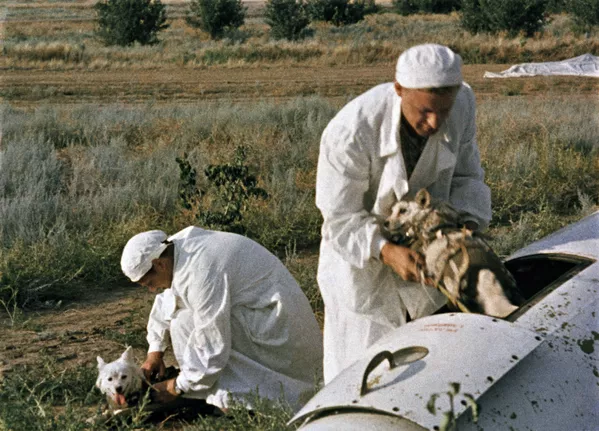 Belka y Strelka, las 2 perritas callejeras que se convirtieron en cosmonautas

 - Sputnik Mundo