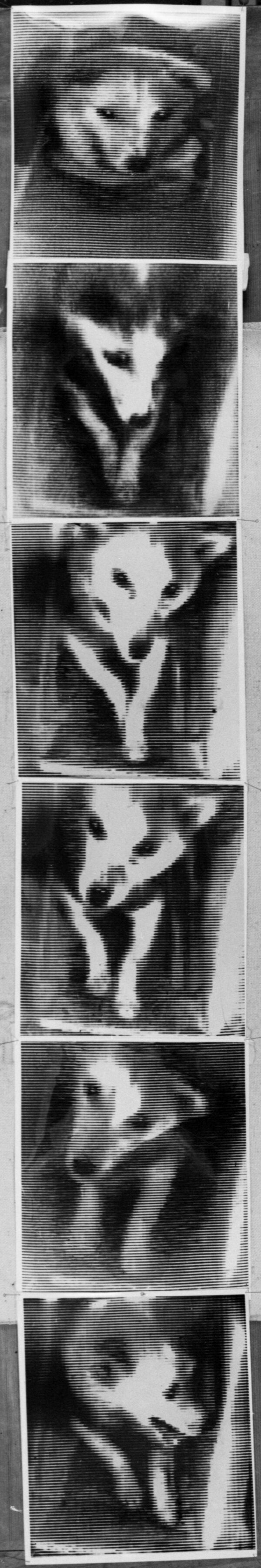 Belka y Strelka, las 2 perritas callejeras que se convirtieron en cosmonautas

 - Sputnik Mundo