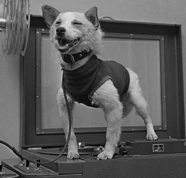 Belka y Strelka, las 2 perritas callejeras que se convirtieron en cosmonautas

 - Sputnik Mundo