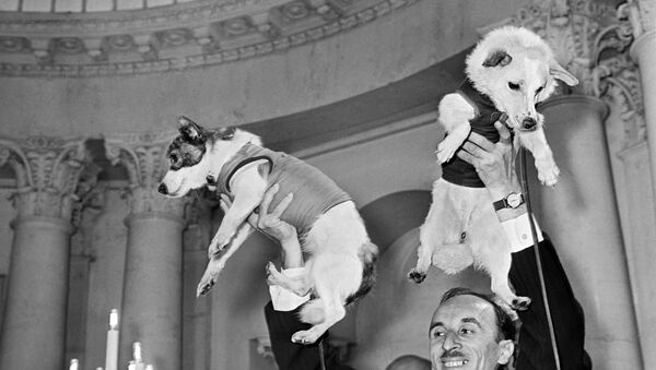 El académico Oleg Gazenko, pionero de la medicina espacial, y las perras cosmonautas Belka y Strelka durante una conferencia de prensa. - Sputnik Mundo