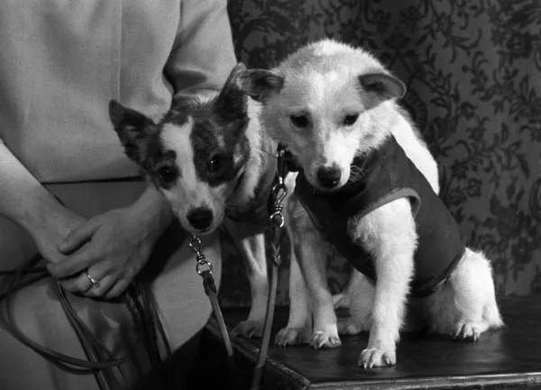 Belka y Strelka, las 2 perritas callejeras que se convirtieron en cosmonautas

 - Sputnik Mundo