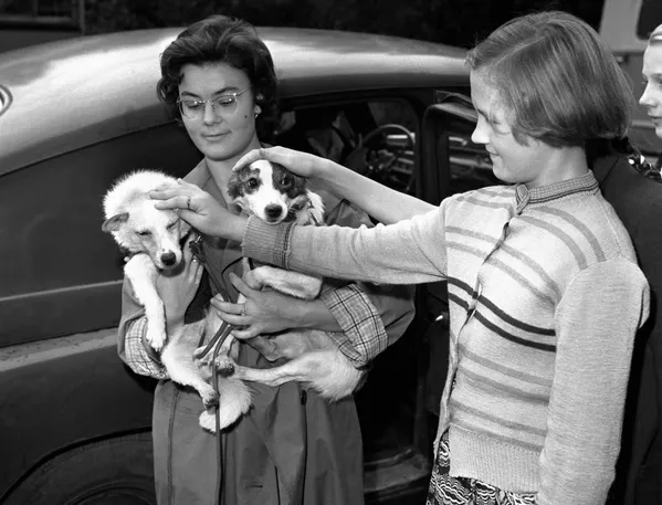 Belka y Strelka, las 2 perritas callejeras que se convirtieron en cosmonautas

 - Sputnik Mundo