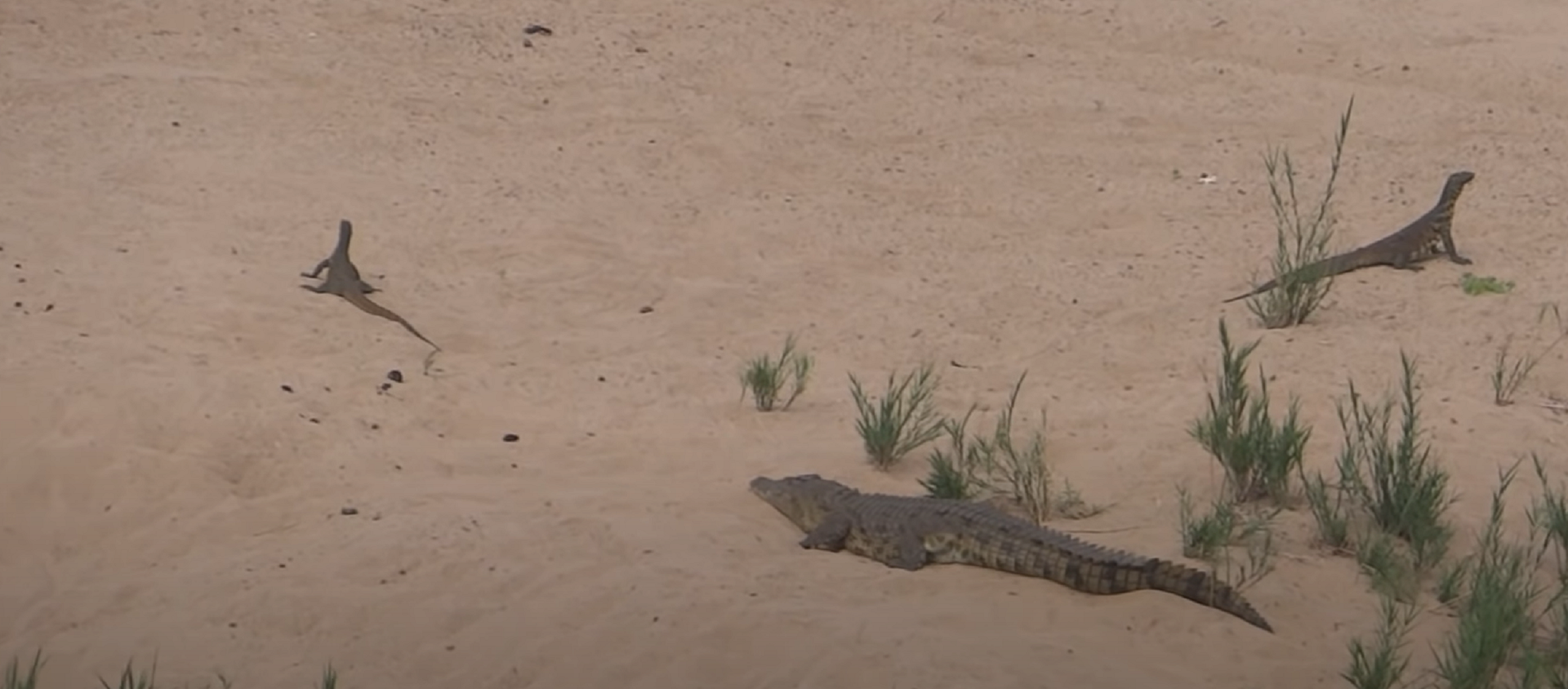 El duro enfrentamiento entre un cocodrilo y dos varanos por unos huevos - Sputnik Mundo, 1920, 20.08.2020