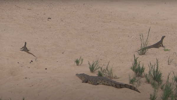 El duro enfrentamiento entre un cocodrilo y dos varanos por unos huevos - Sputnik Mundo