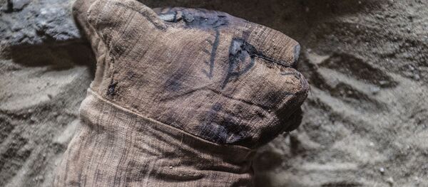 Una momia de un gato (imagen referencial) Una momia de un gato (imagen referencial) - Sputnik Mundo