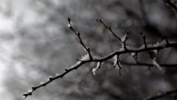 Una rama cubierta de nieve en Argentina. Imagen referencial - Sputnik Mundo