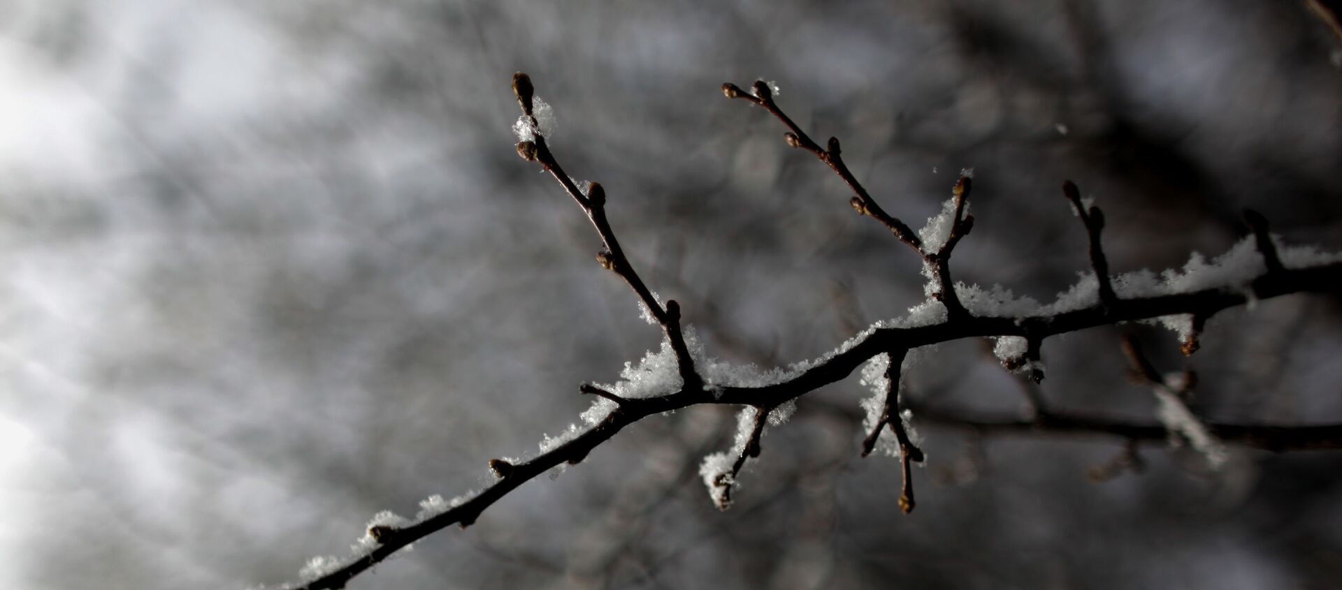 Una rama cubierta de nieve en Argentina. Imagen referencial - Sputnik Mundo, 1920, 21.08.2020