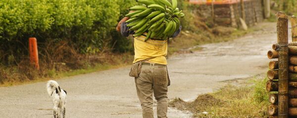 Campesino (imagen referencial) - Sputnik Mundo