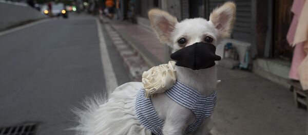 Un perro con la mascarilla - Sputnik Mundo