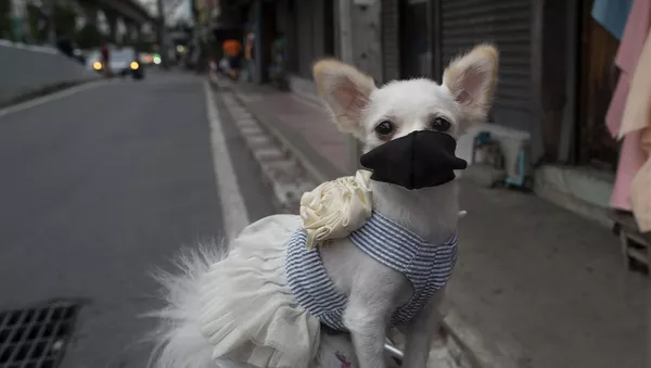 Un perro con la mascarilla - Sputnik Mundo