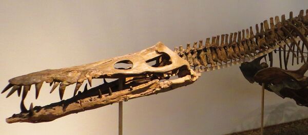 Liopleurodon, reptil marino de la familia de los pliosaurios - Sputnik Mundo