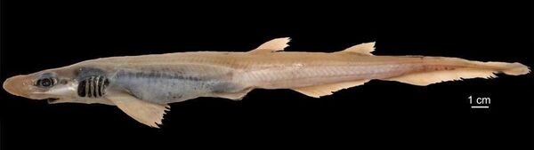 Hallan un tiburón sin piel y sin dientes nadando en el mar Mediterráneo | Fotos - Sputnik Mundo