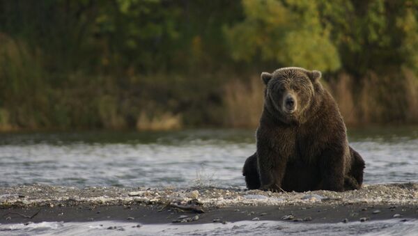 Foto referencial de un oso Foto referencial de un oso - Sputnik Mundo