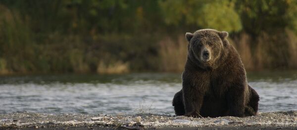 Foto referencial de un oso Foto referencial de un oso - Sputnik Mundo