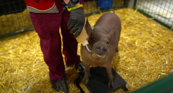 Elon Musk presenta unos cerdos con dispositivos de Neuralink implantados en sus cerebros  - Sputnik Mundo