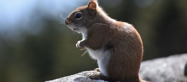 Una ardilla (archivo) - Sputnik Mundo