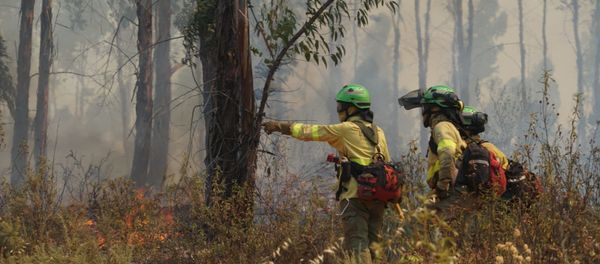 Incendios en Andalucía Incendios en Andalucía - Sputnik Mundo