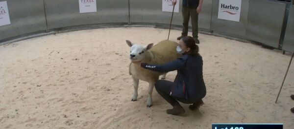 El cordero Double Diamond durante su subasta - Sputnik Mundo