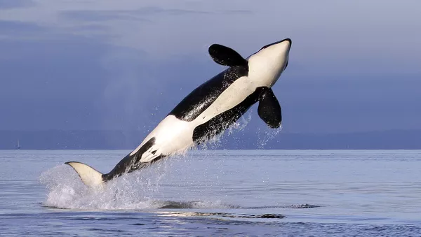 Ballena orca
