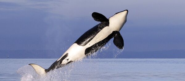 Ballena orca - Sputnik Mundo
