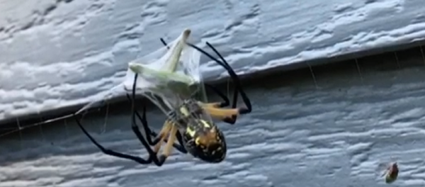 Mira cómo esta araña empaqueta su comida  - Sputnik Mundo