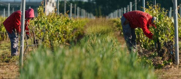 Recogida en un viñedo de Aranda de Duero (Burgos) en mayo de 2020 - Sputnik Mundo