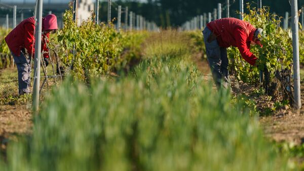 Recogida en un viñedo de Aranda de Duero (Burgos) en mayo de 2020 - Sputnik Mundo