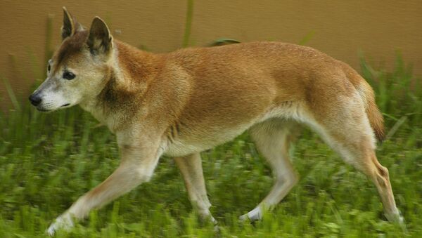 El perro cantor de Nueva Guinea - Sputnik Mundo