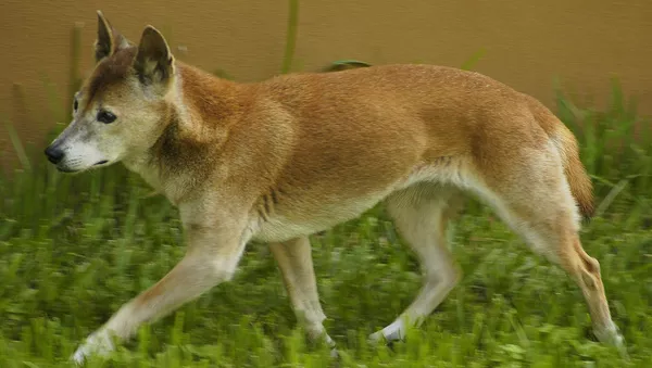 El perro cantor de Nueva Guinea