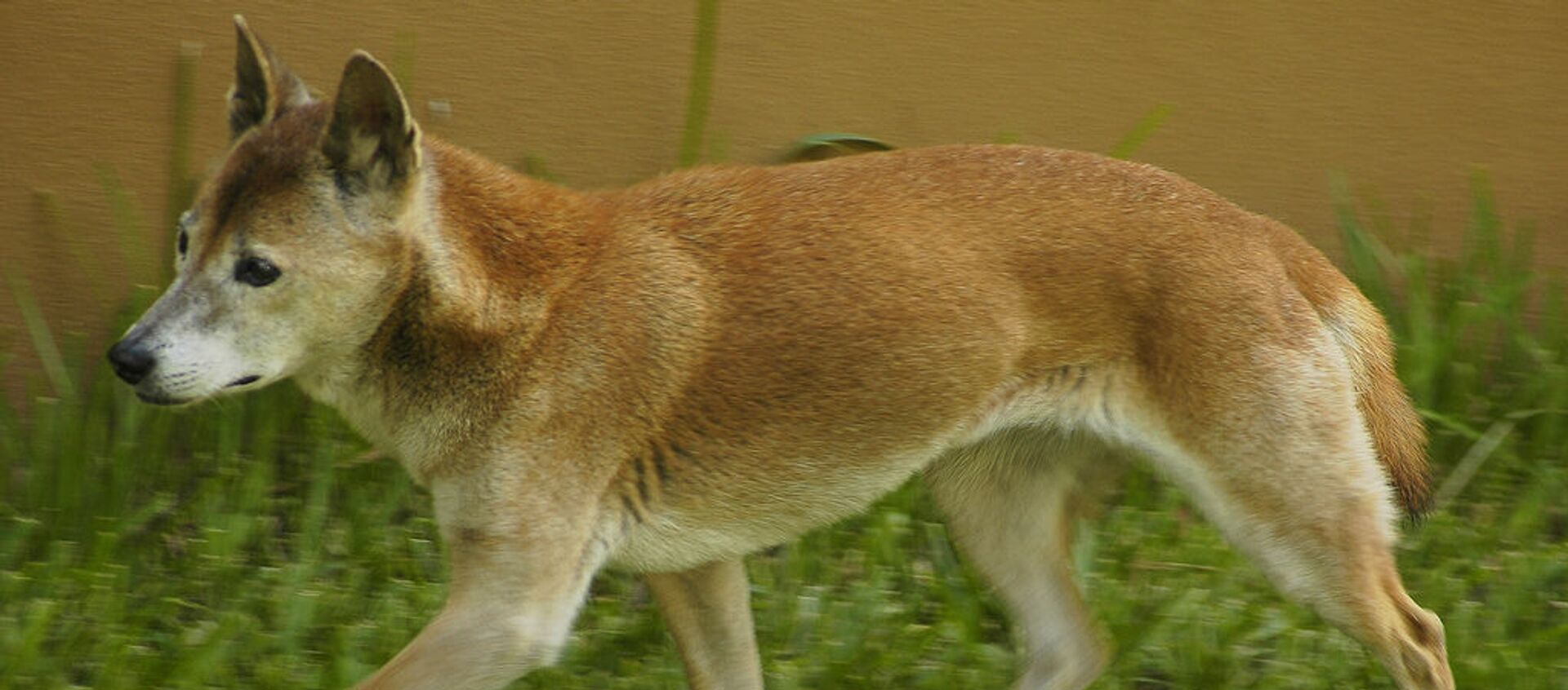 El perro cantor de Nueva Guinea - Sputnik Mundo, 1920, 01.09.2020