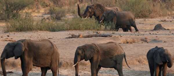 Elefantes en Zimbabue - Sputnik Mundo