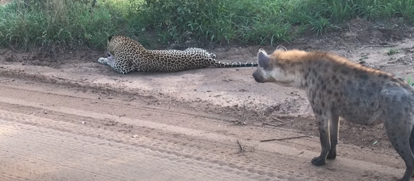 Una hiena toma por sorpresa a un leopardo y le da un susto de muerte - Sputnik Mundo