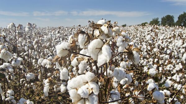 Una plantación de algodón (imagen referencial) - Sputnik Mundo