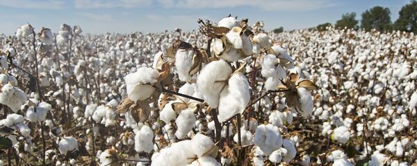 Una plantación de algodón (imagen referencial) - Sputnik Mundo