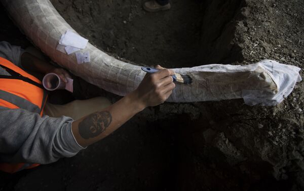 Los restos de mamuts encontrados en el sitio donde se construye el nuevo aeropuerto internacional de la Ciudad de México  - Sputnik Mundo