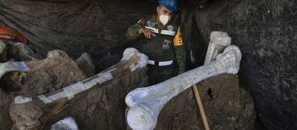 Los restos de mamuts encontrados en el sitio donde se construye el nuevo aeropuerto internacional de la Ciudad de México  - Sputnik Mundo