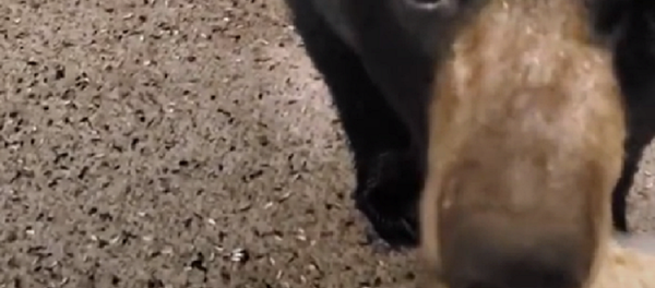 ¿Delirio o valentía? Una mujer alimenta a un oso con sus propias manos ¿Delirio o valentía? Una mujer alimenta a un oso con sus propias manos - Sputnik Mundo