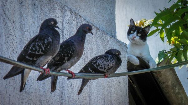 Un gato junto a palomas - Sputnik Mundo