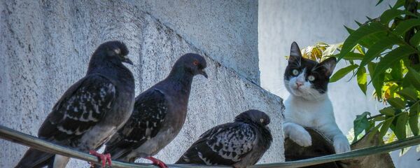 Un gato junto a palomas - Sputnik Mundo