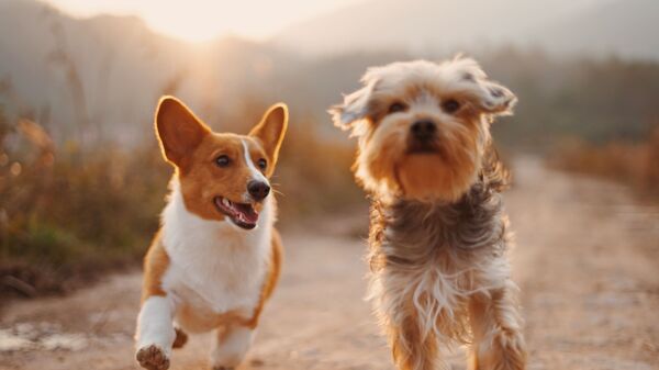 Un corgi y un yorkshire - Sputnik Mundo